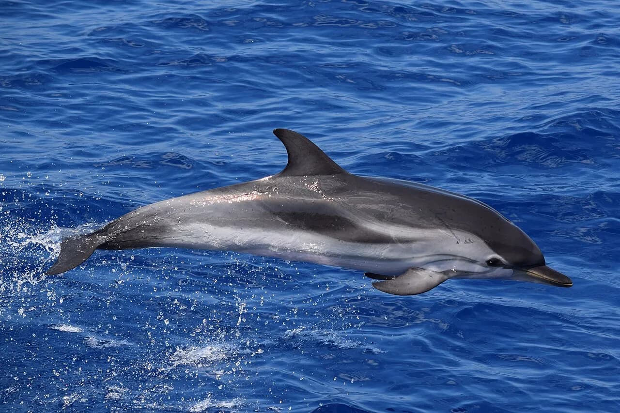 Dauphins en France : espèces, où les observer et la réglementation