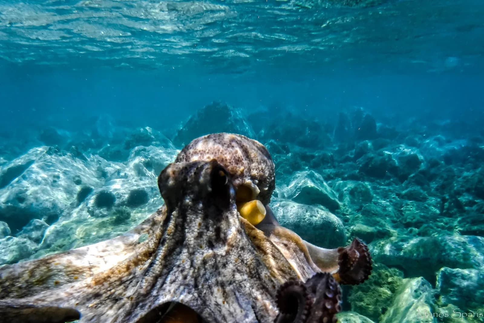 Faune de Méditerranée : 15 espèces à reconnaître en plongée