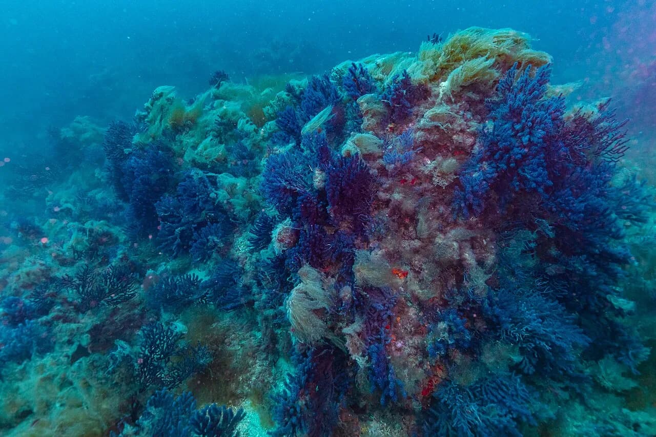 Gorgones et corail rouge : les forêts animales de Méditerranée