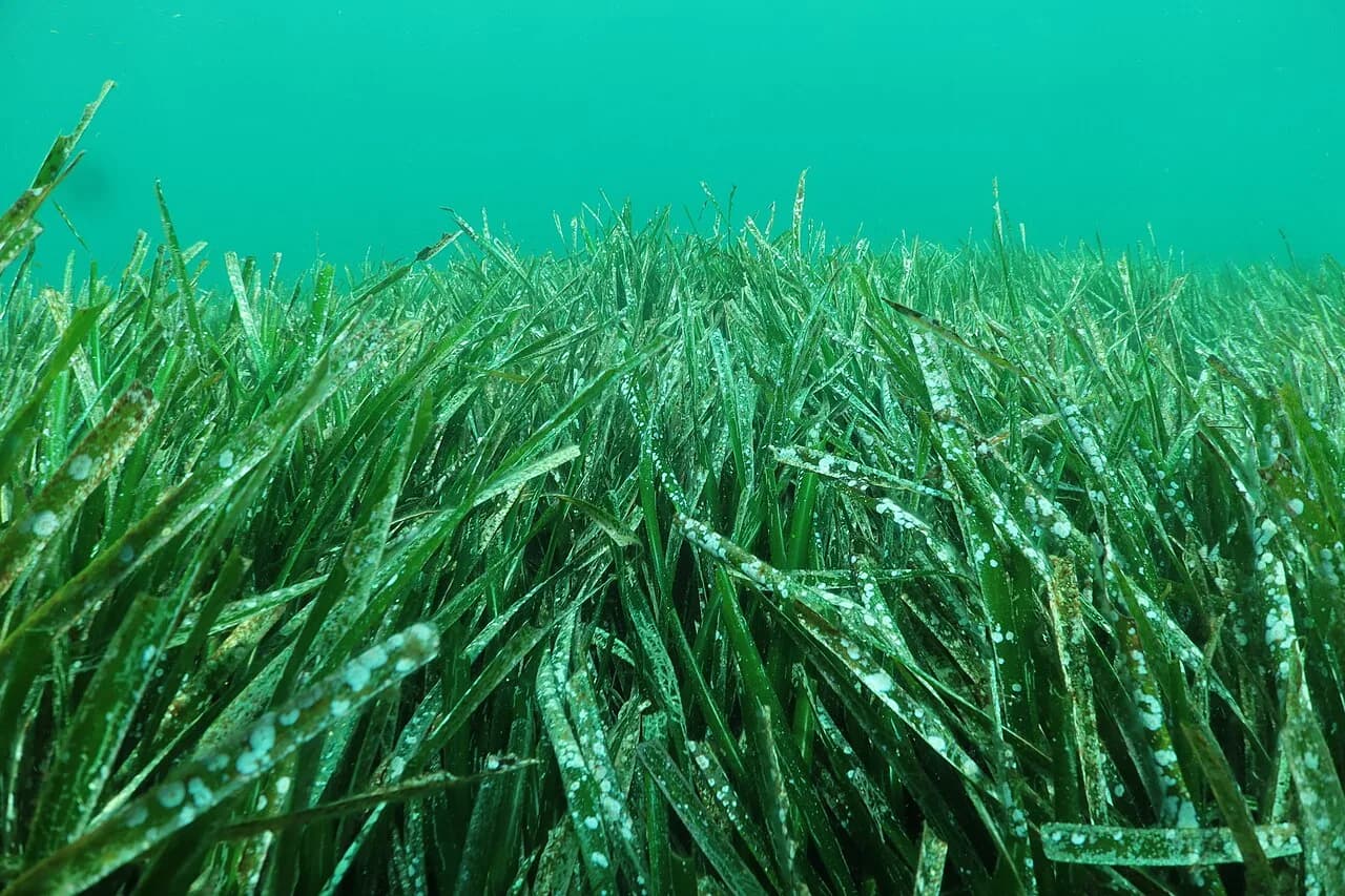 La posidonie : la plante qui fait vivre la Méditerranée