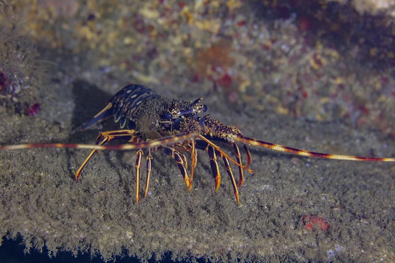 Langouste, homard et cigale de mer : les crustacés de nos côtes