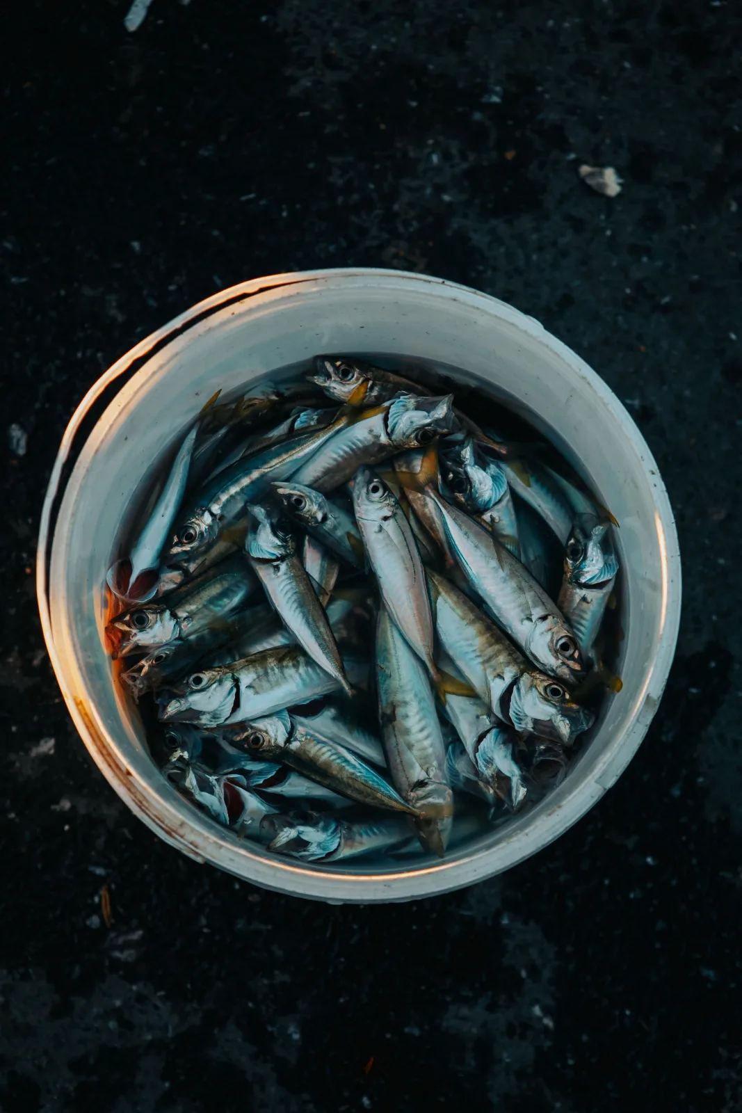 Les poissons que vous pouvez observer en plongée en Bretagne