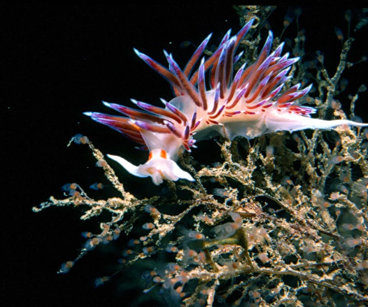 Nudibranches : 10 espèces à reconnaître en plongée en France
