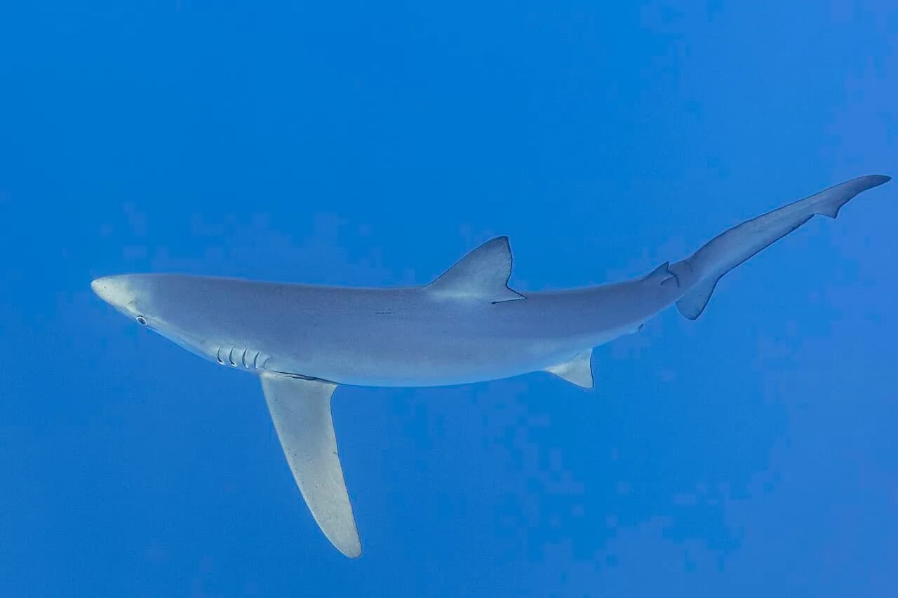 Plongée aux Açores : requins bleus, mobulas et saison
