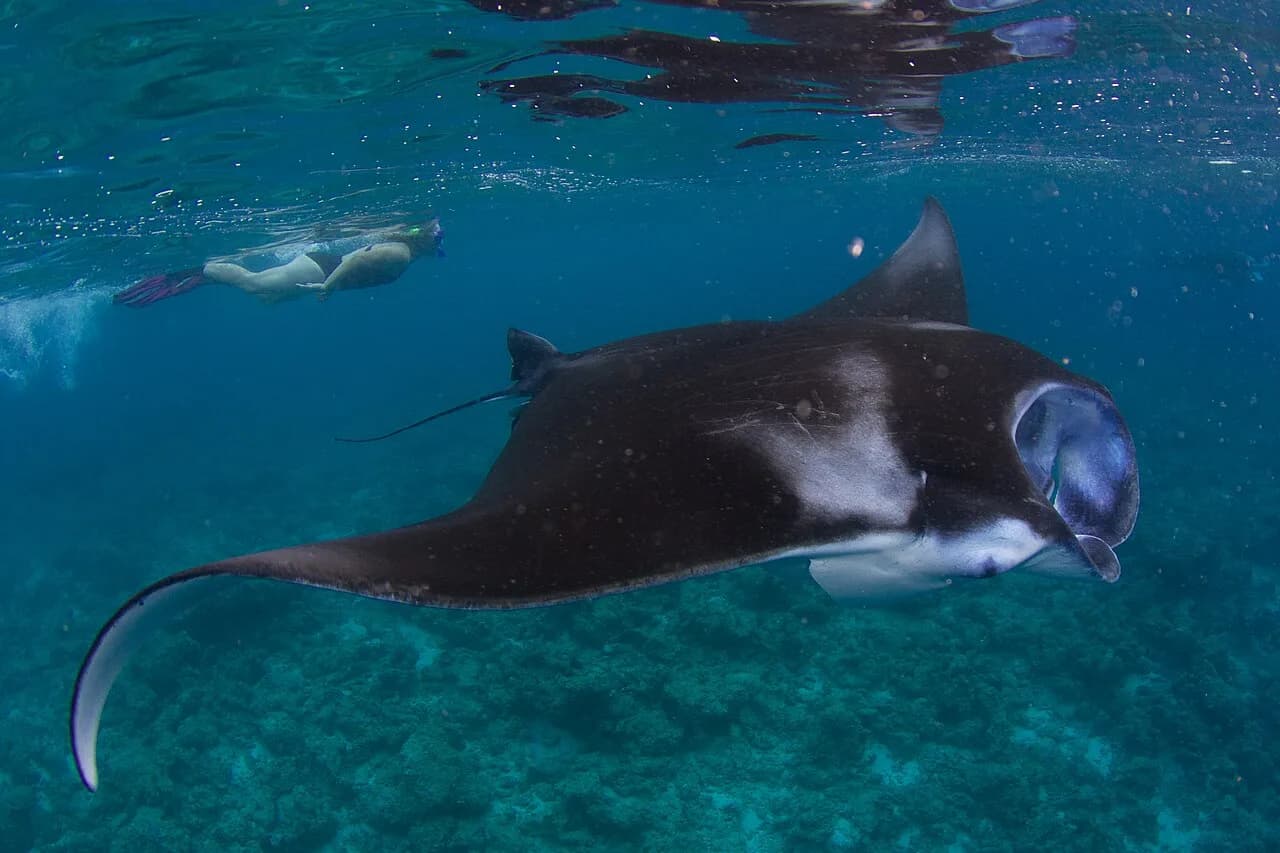 Plongée aux Maldives : atolls, raies manta et saison
