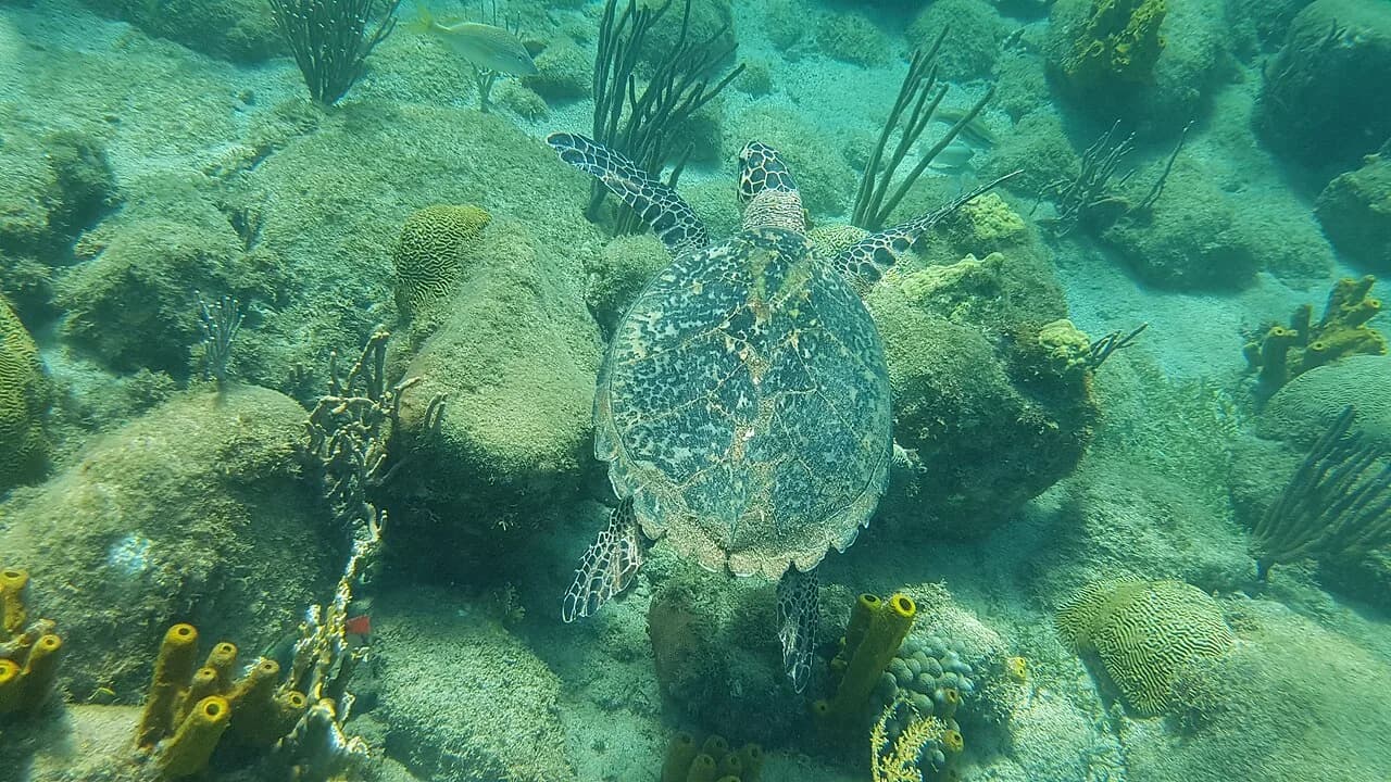 Plongée en Guadeloupe : réserve Cousteau, spots et saison