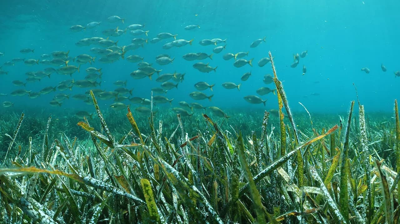 Snorkeling en France : matériel, technique et sentiers sous-marins