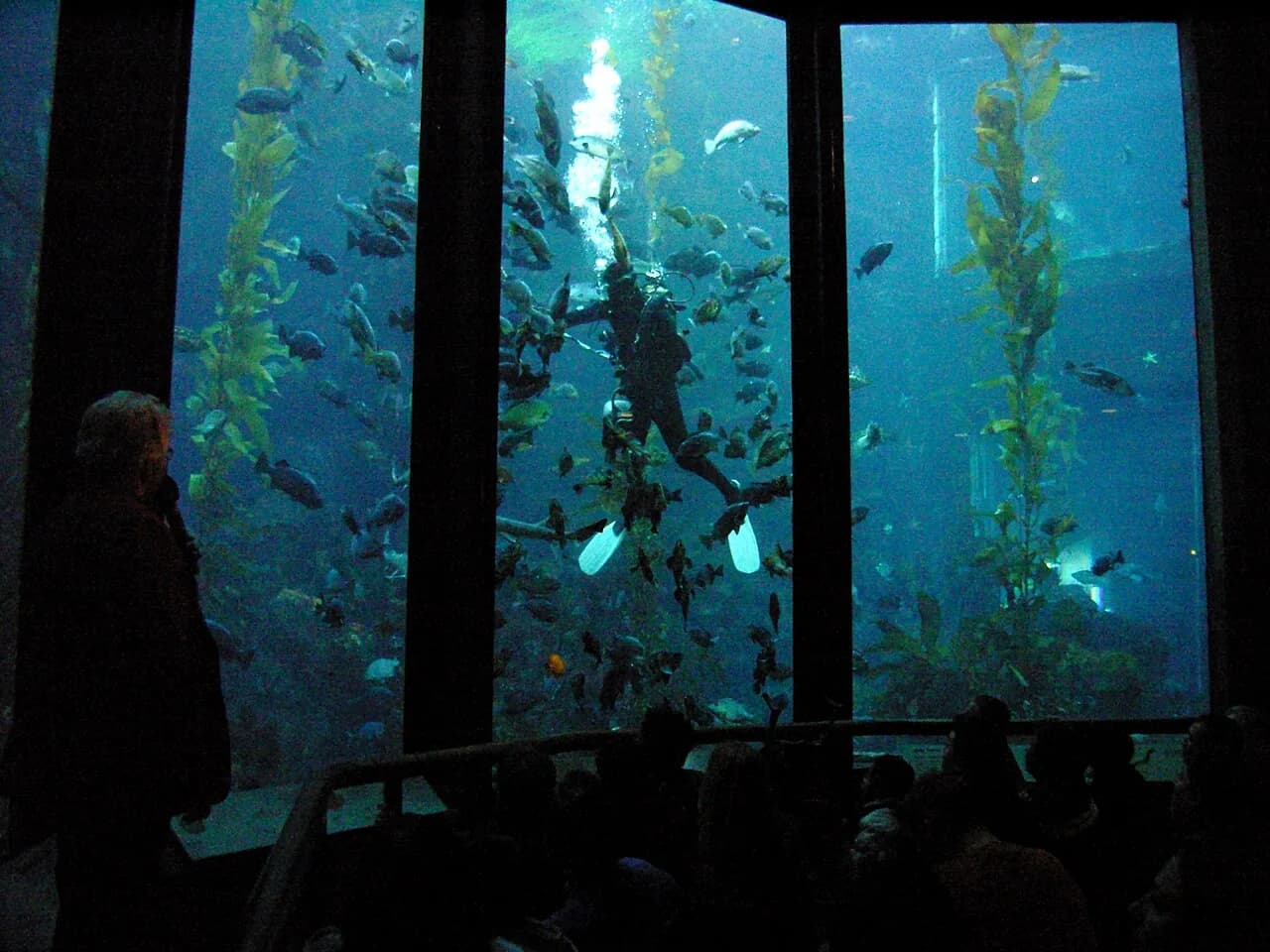 Soigneur plongeur en aquarium : missions, formation et accès
