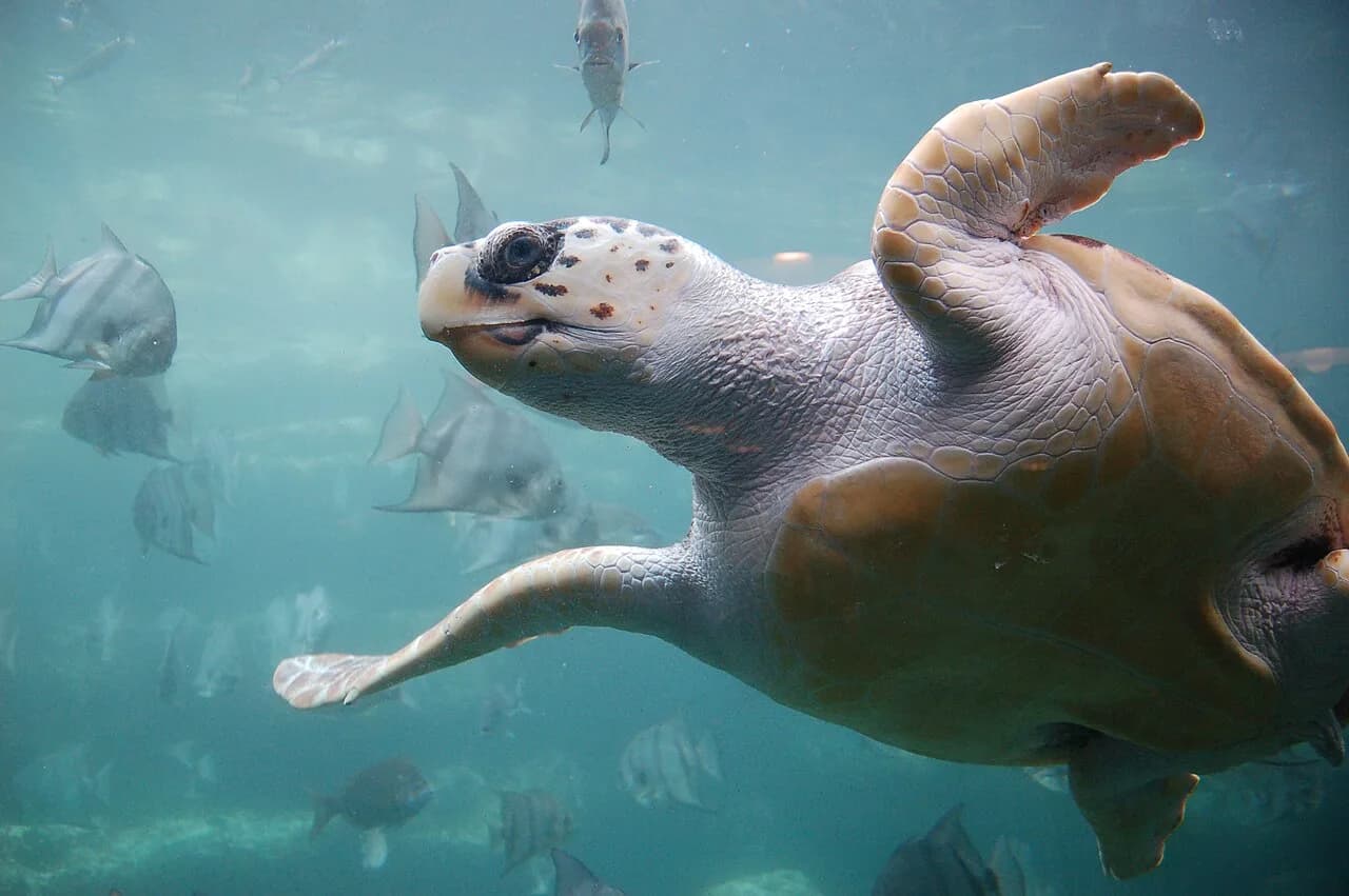 Tortues marines en France : espèces, observation et protection